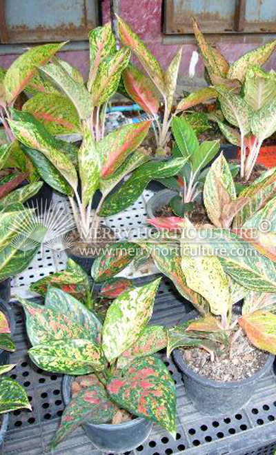 Aglaonema hybrid  spp (Pot)